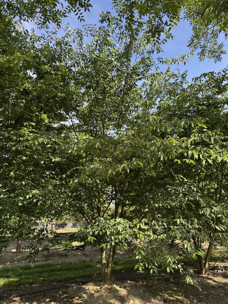 Zelkova serrata
