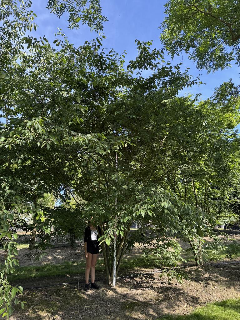 Zelkova serrata