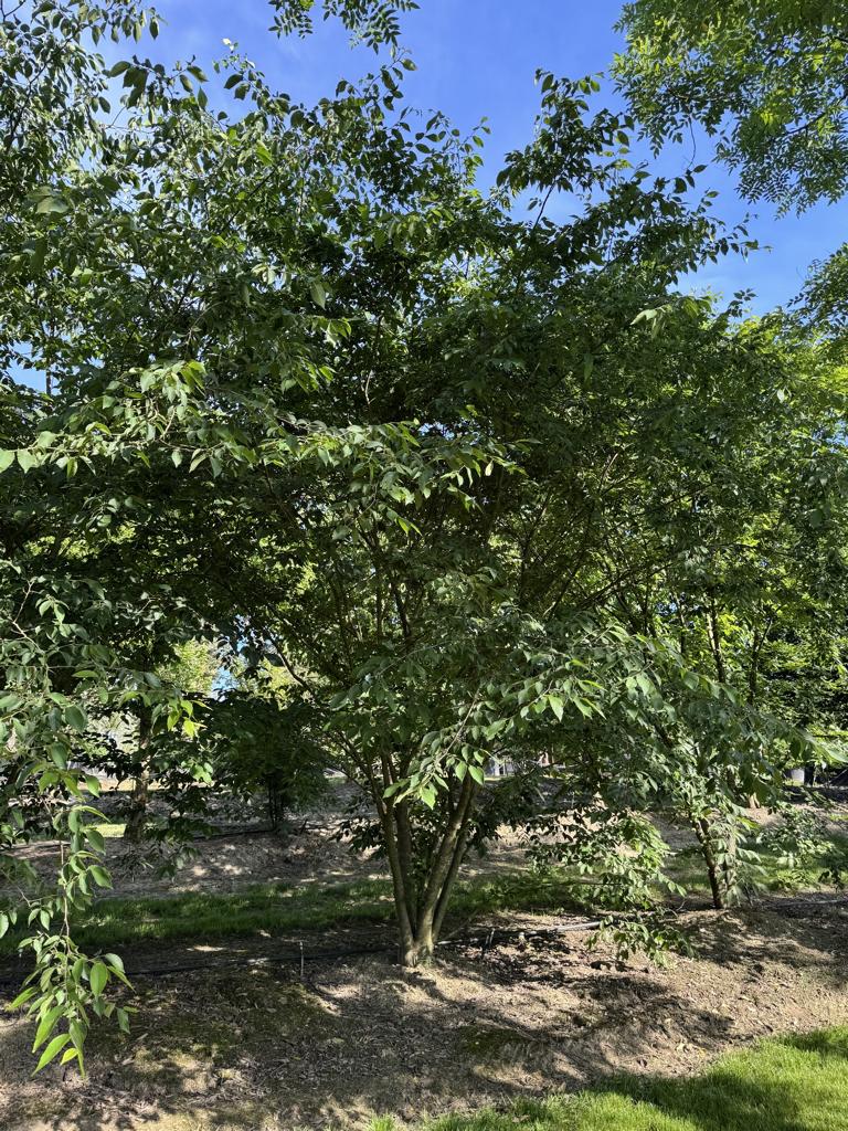 Zelkova serrata