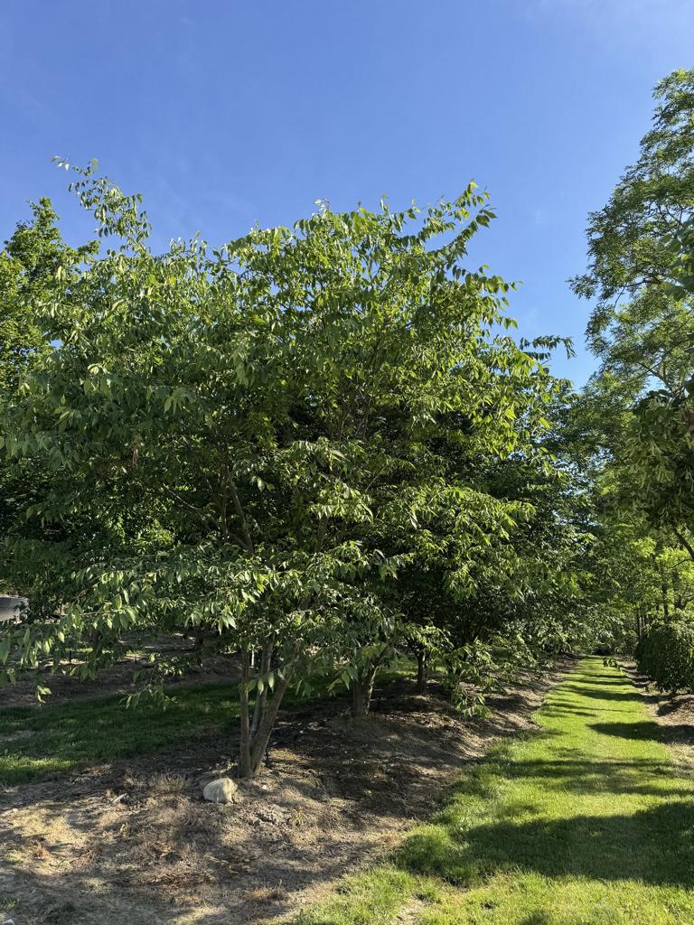 Zelkova serrata
