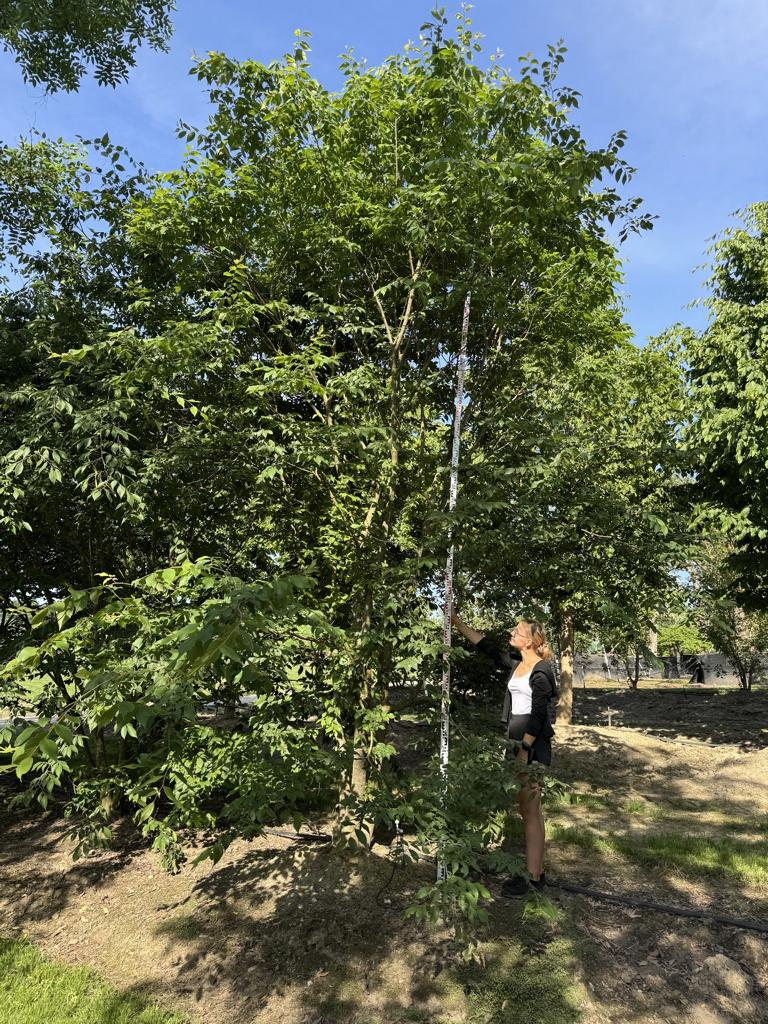 Zelkova serrata