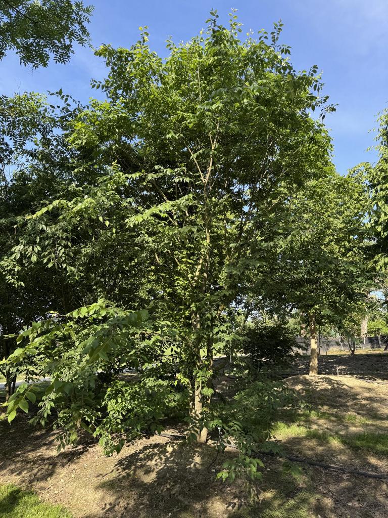 Zelkova serrata