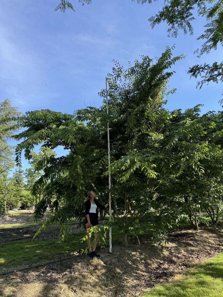 Zelkova serrata