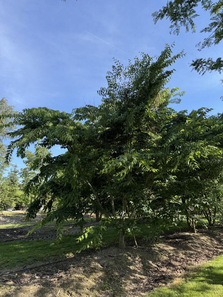Zelkova serrata