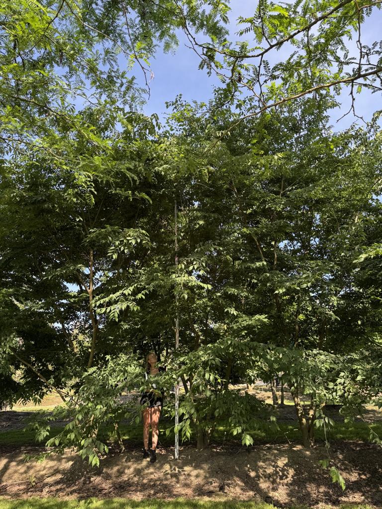 Zelkova serrata