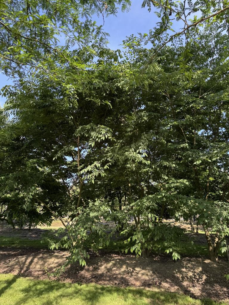 Zelkova serrata