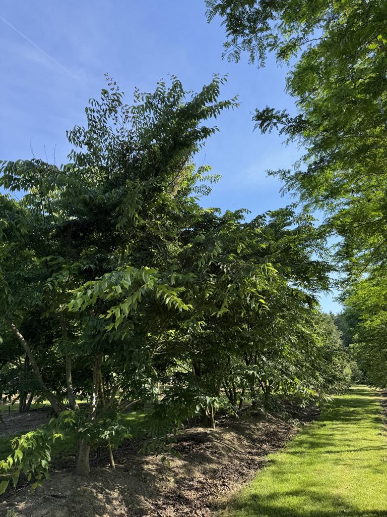 Zelkova serrata