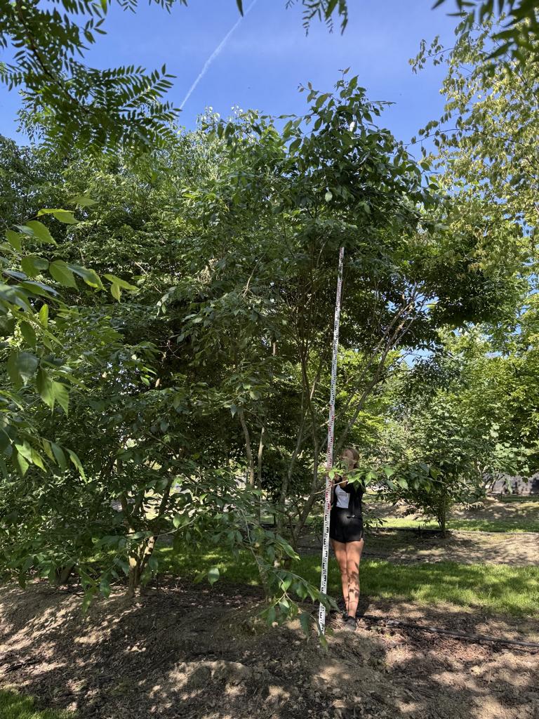 Zelkova serrata