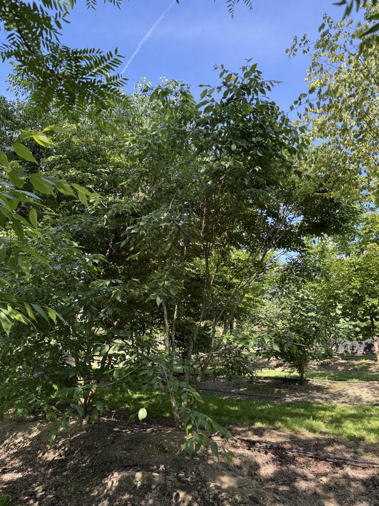 Zelkova serrata