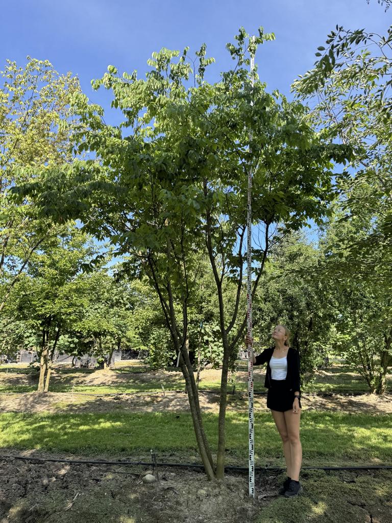 Zelkova serrata Schirmform