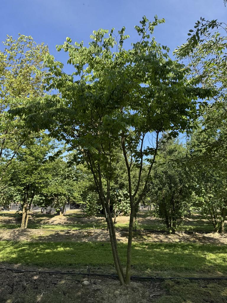 Zelkova serrata Schirmform