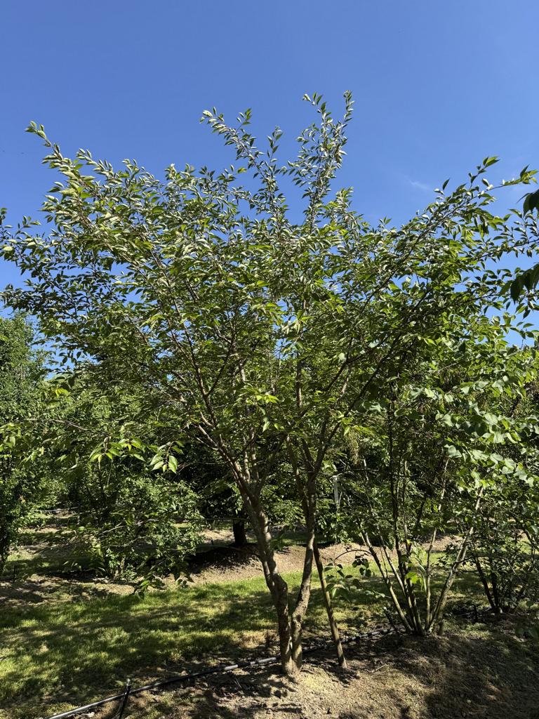 Prunus 'Accolade'