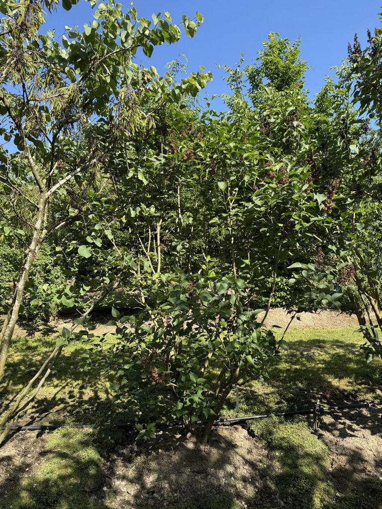 Syringa vulgaris 'Charles Joly'