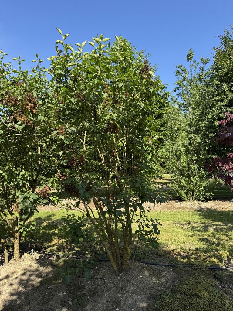 Syringa vulgaris 'Charles Joly'