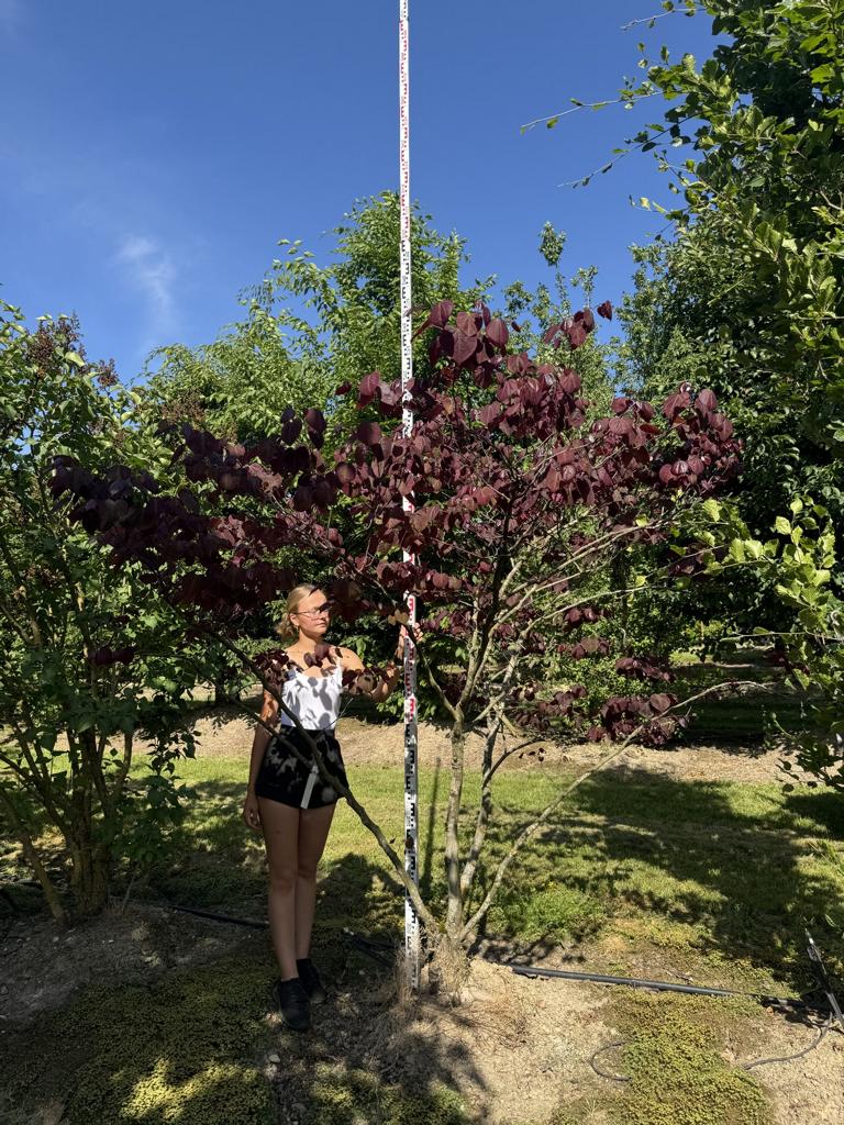 Cercis canadensis 'Forest Pansy'