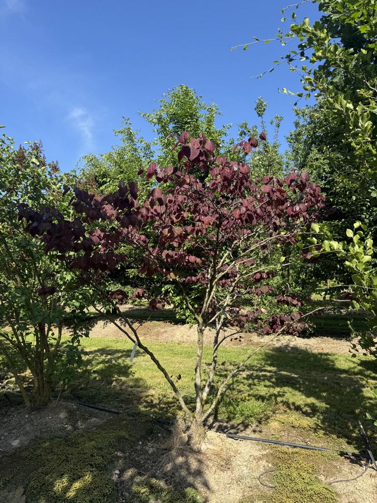 Cercis canadensis 'Forest Pansy'