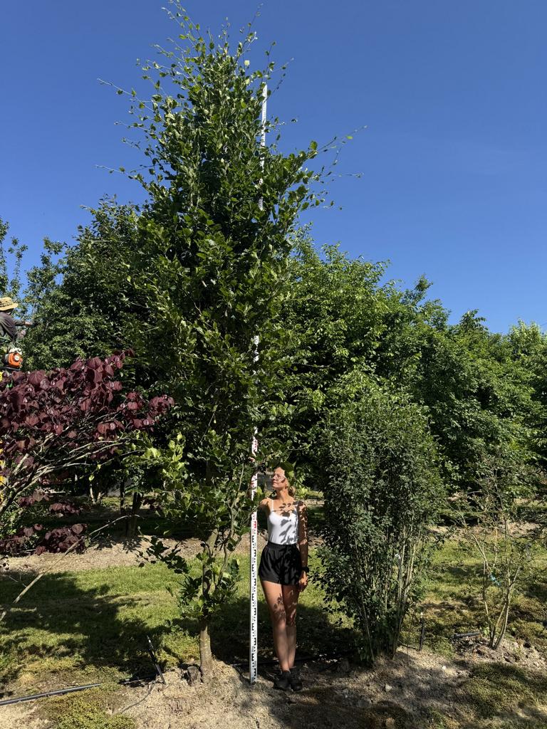 Fagus sylvatica 'Dawyck'