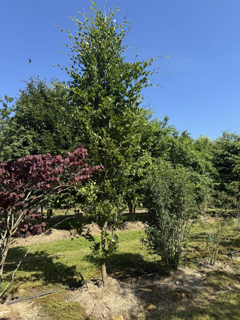 Fagus sylvatica 'Dawyck'