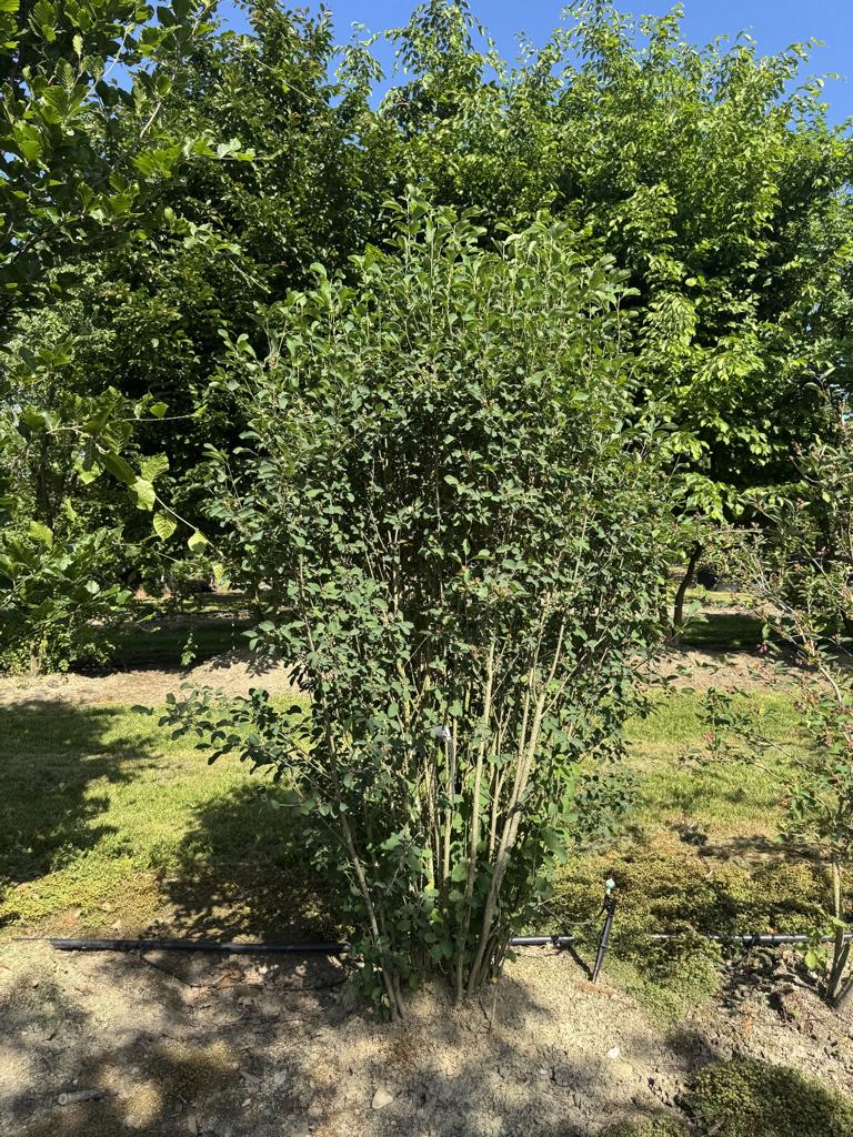 Amelanchier ovalis