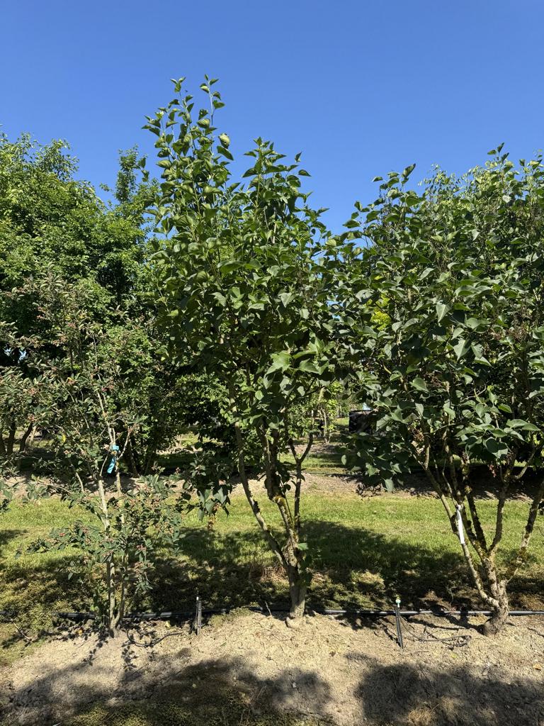 Syringa vulgaris 'Ludwig Spaeth'