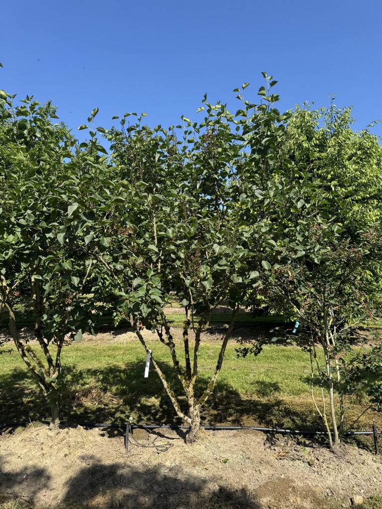Syringa vulgaris 'Ludwig Spaeth'