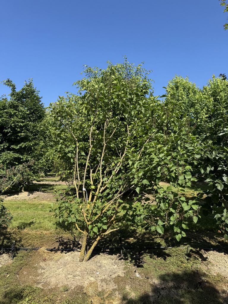 Syringa vulgaris 'Ludwig Spaeth'