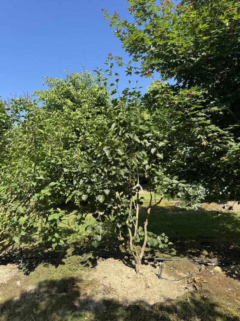 Syringa vulgaris 'Ludwig Spaeth'
