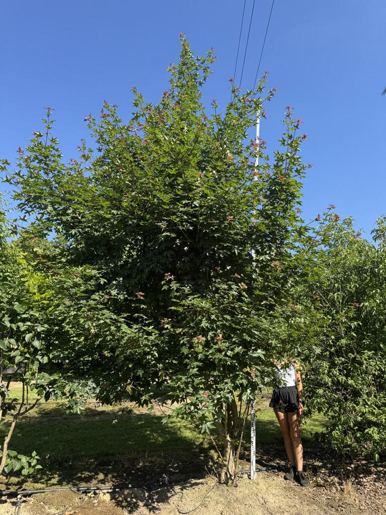 Acer zoeschense (x) 'Annae'
