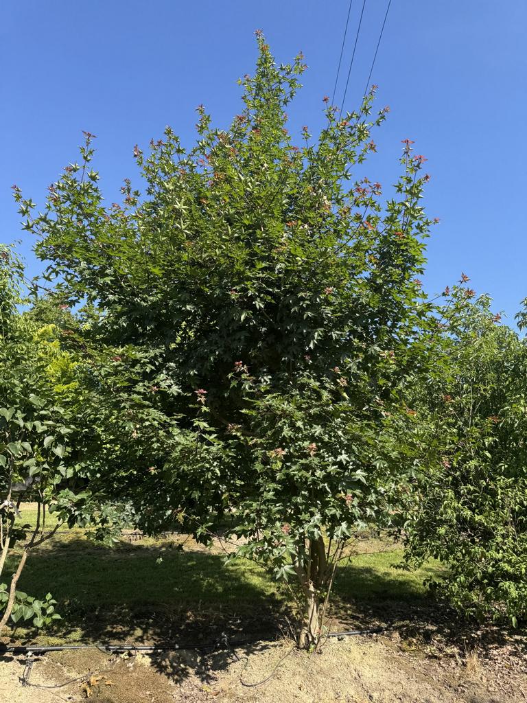 Acer zoeschense (x) 'Annae'