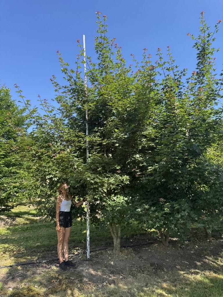 Acer zoeschense (x) 'Annae'