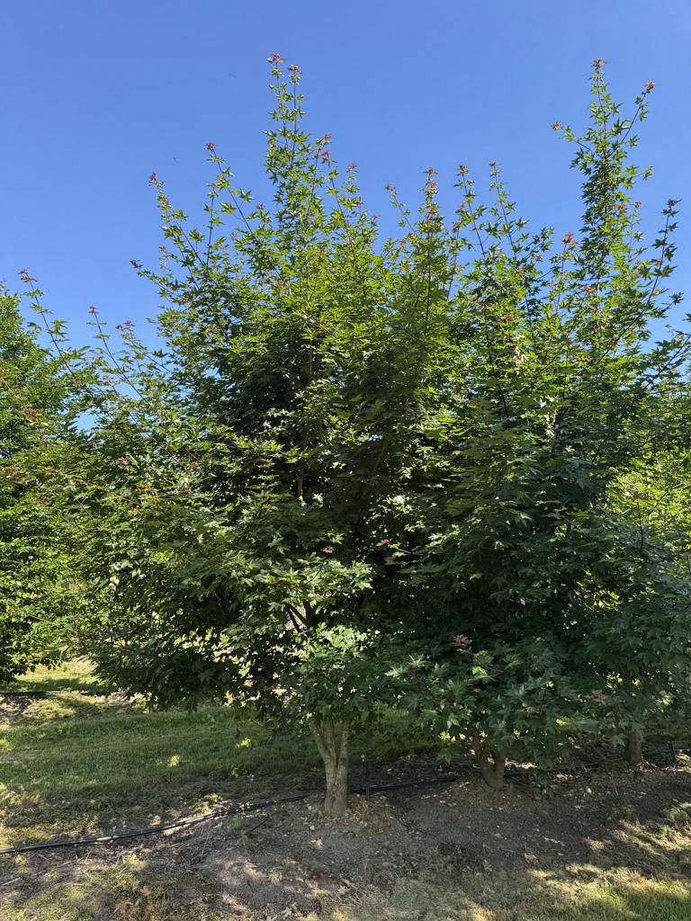Acer zoeschense (x) 'Annae'