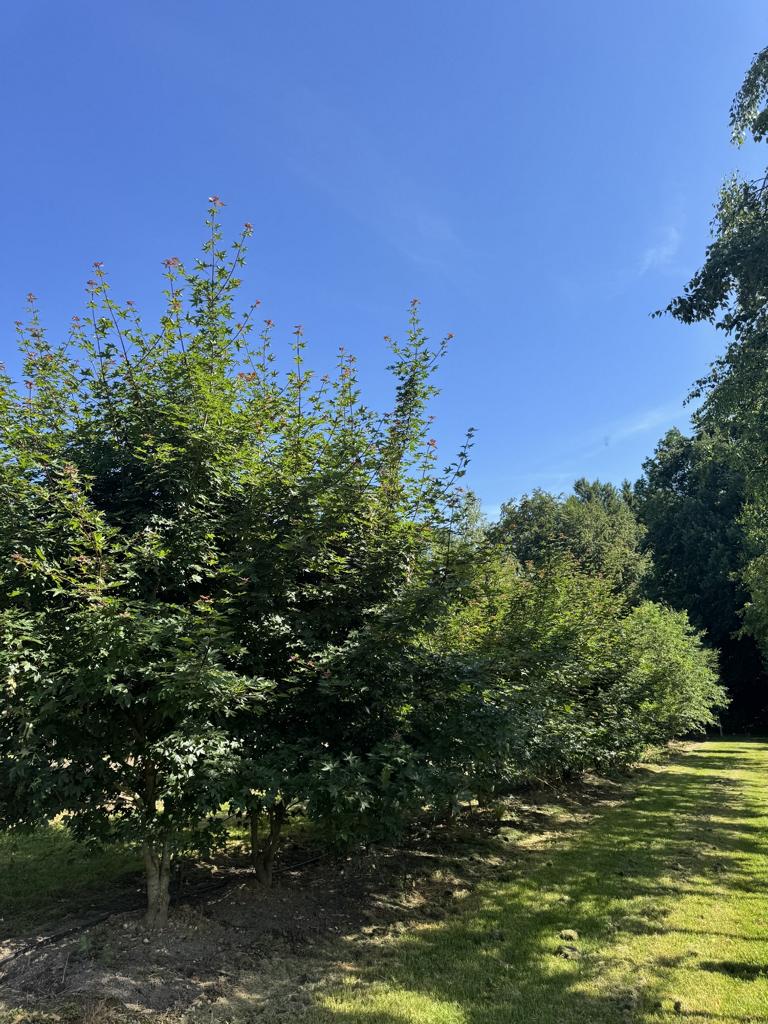 Acer zoeschense (x) 'Annae'
