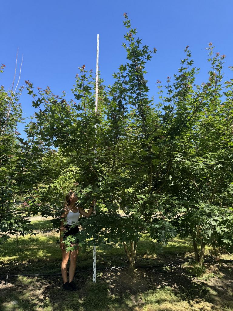 Acer zoeschense (x) 'Annae'