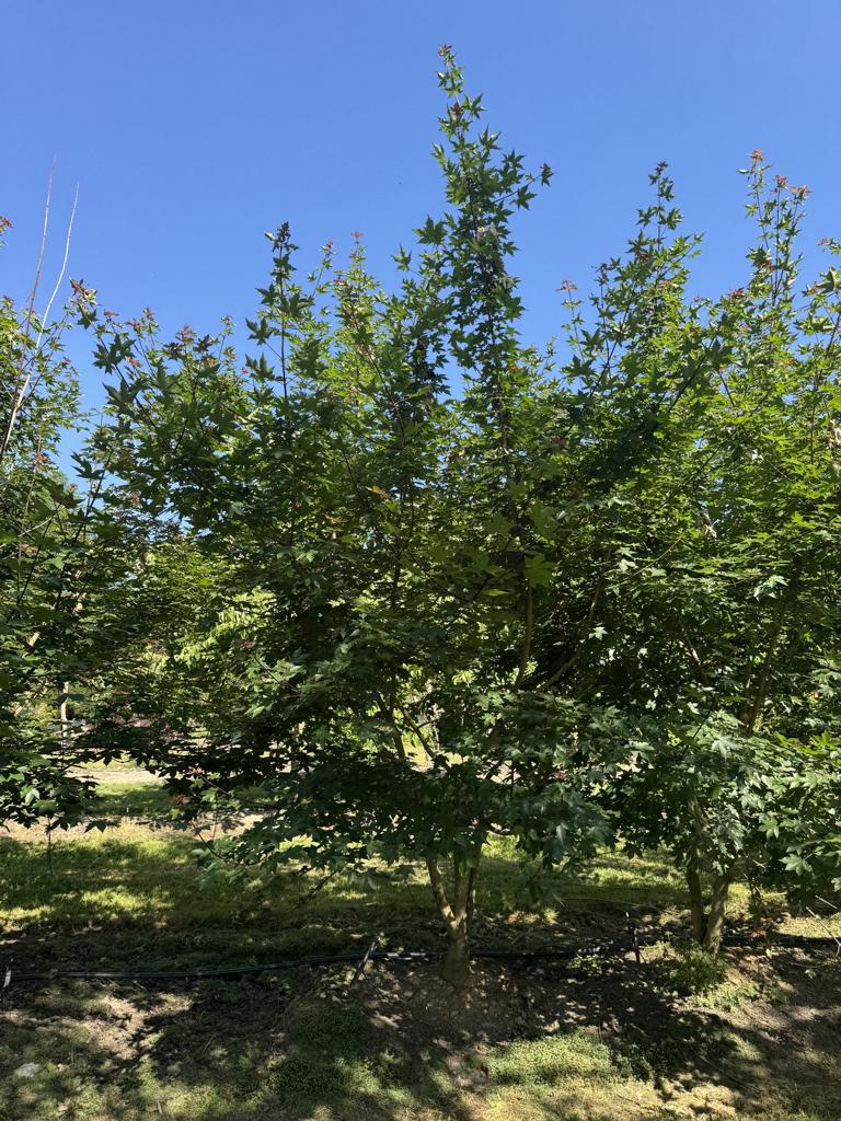 Acer zoeschense (x) 'Annae'
