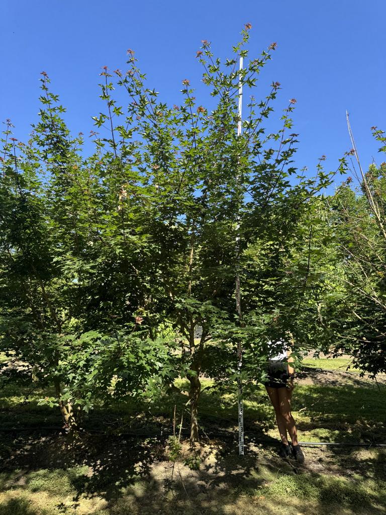 Acer zoeschense (x) 'Annae'