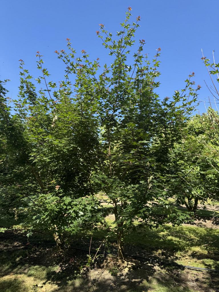 Acer zoeschense (x) 'Annae'