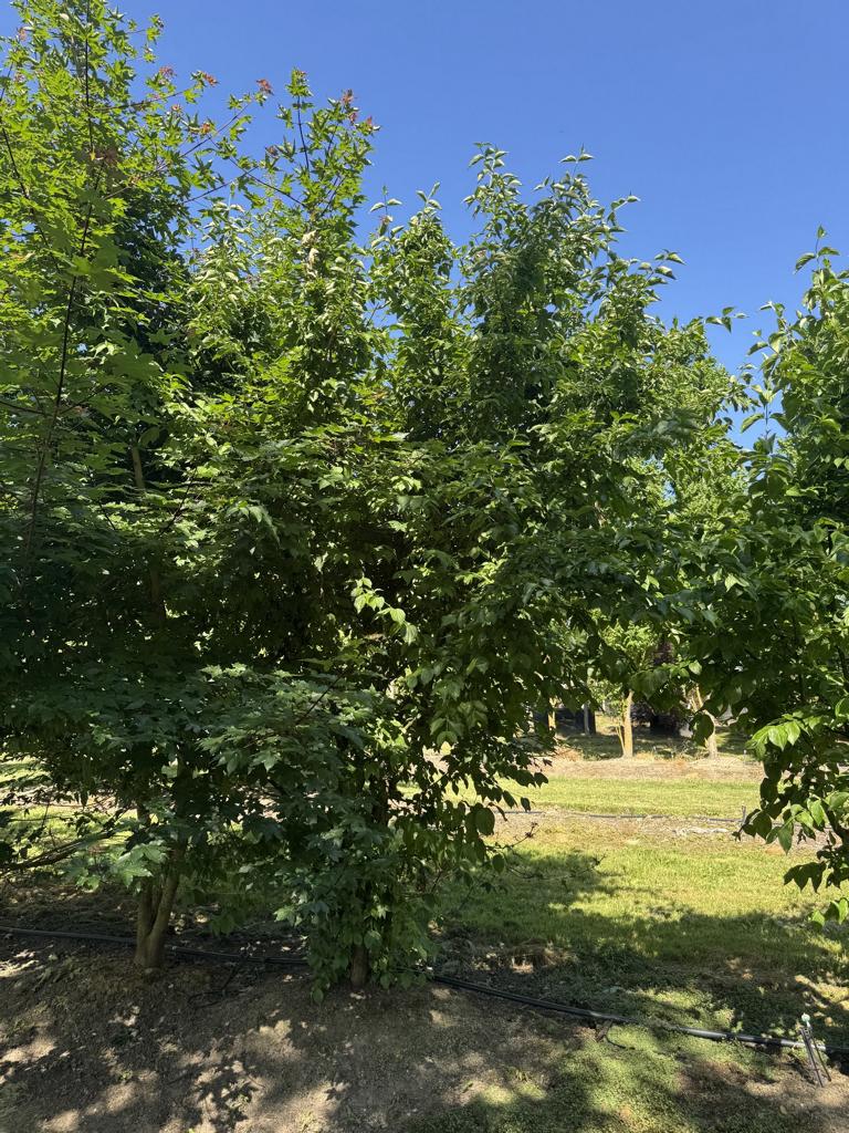 Cornus mas