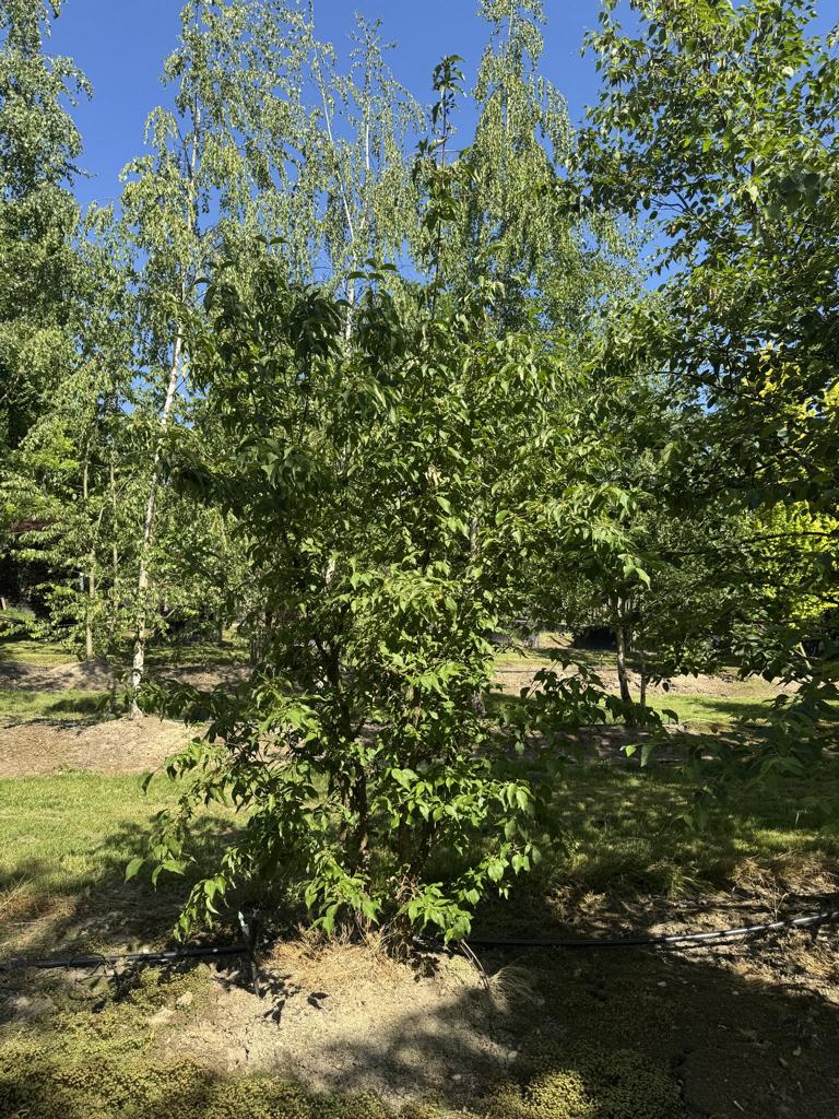 Cornus mas