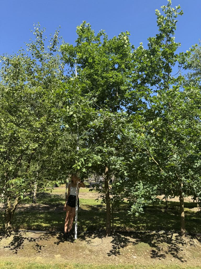 Quercus robur