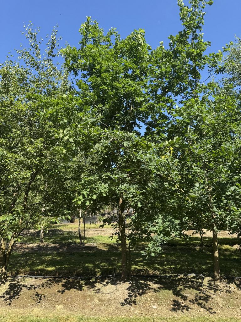 Quercus robur