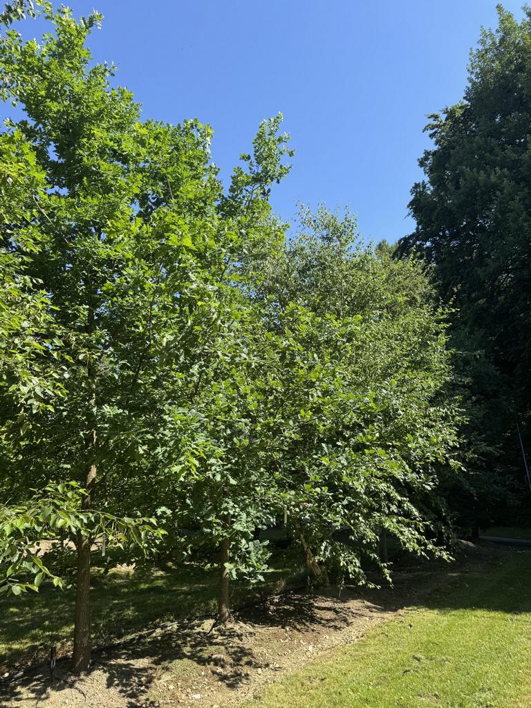 Quercus robur