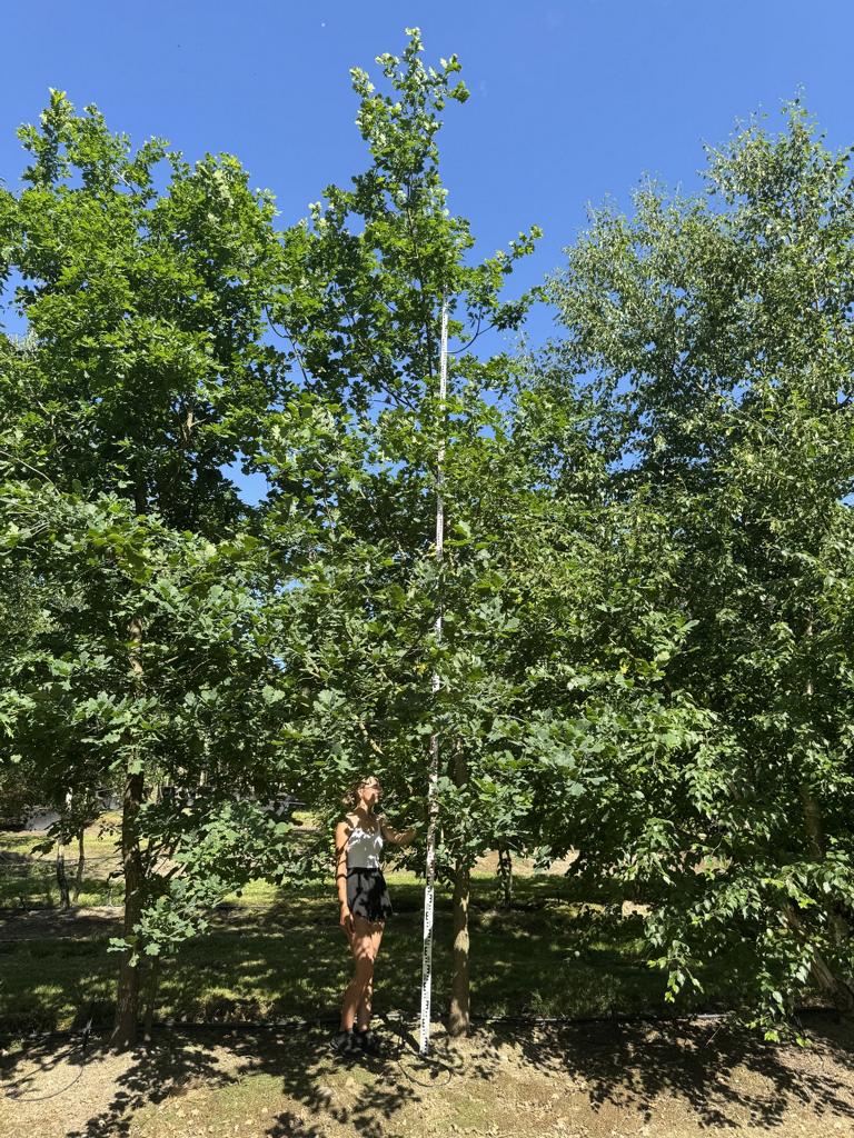 Quercus robur