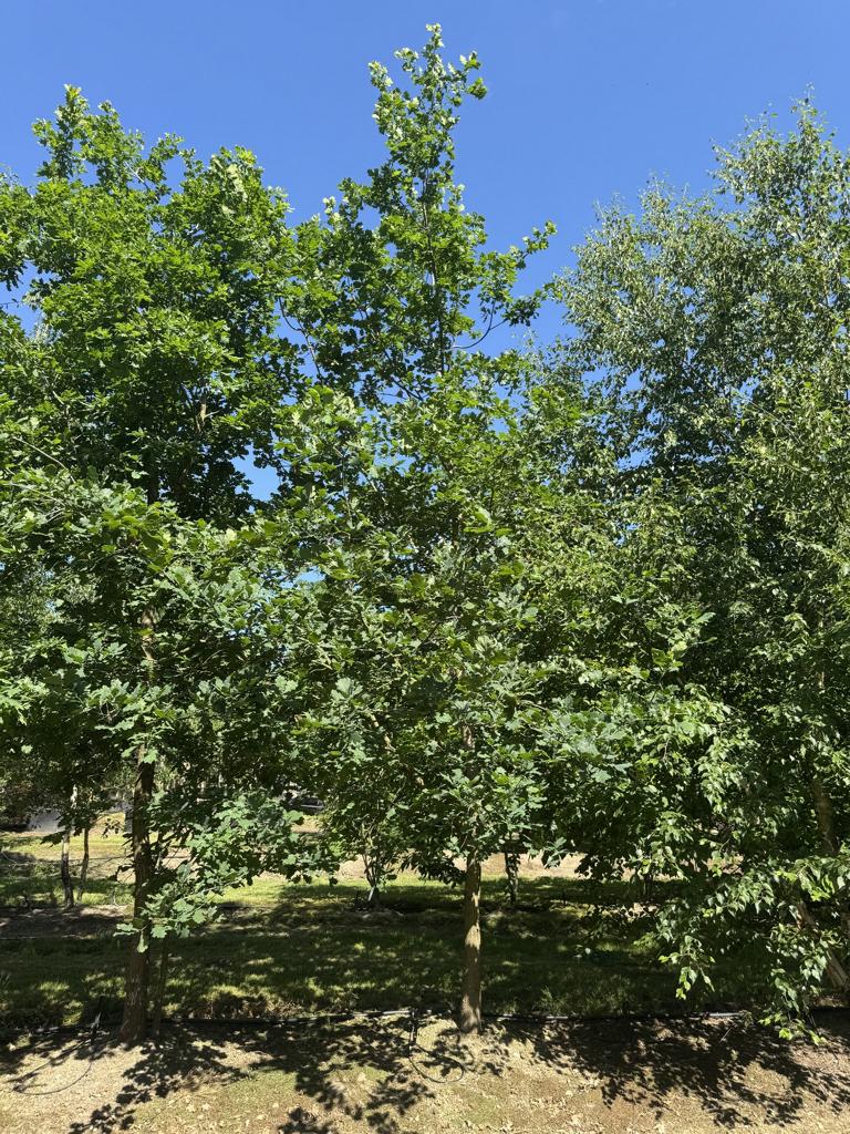 Quercus robur