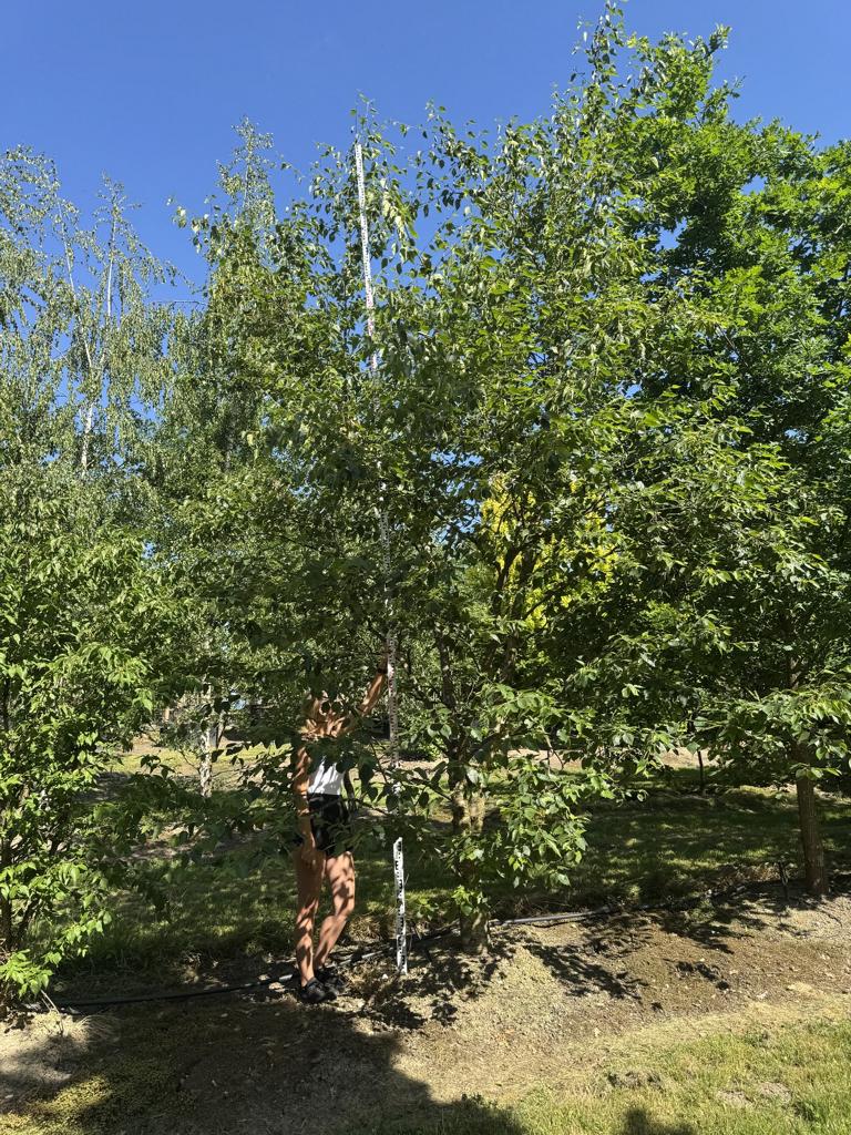 Betula nigra