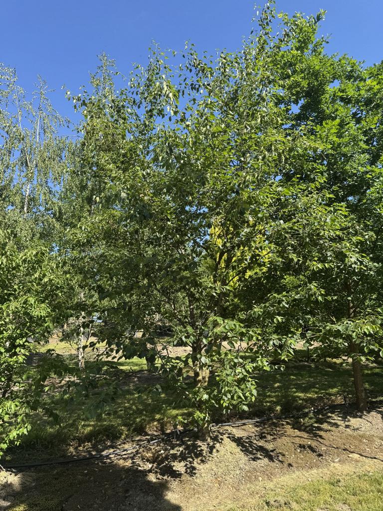 Betula nigra
