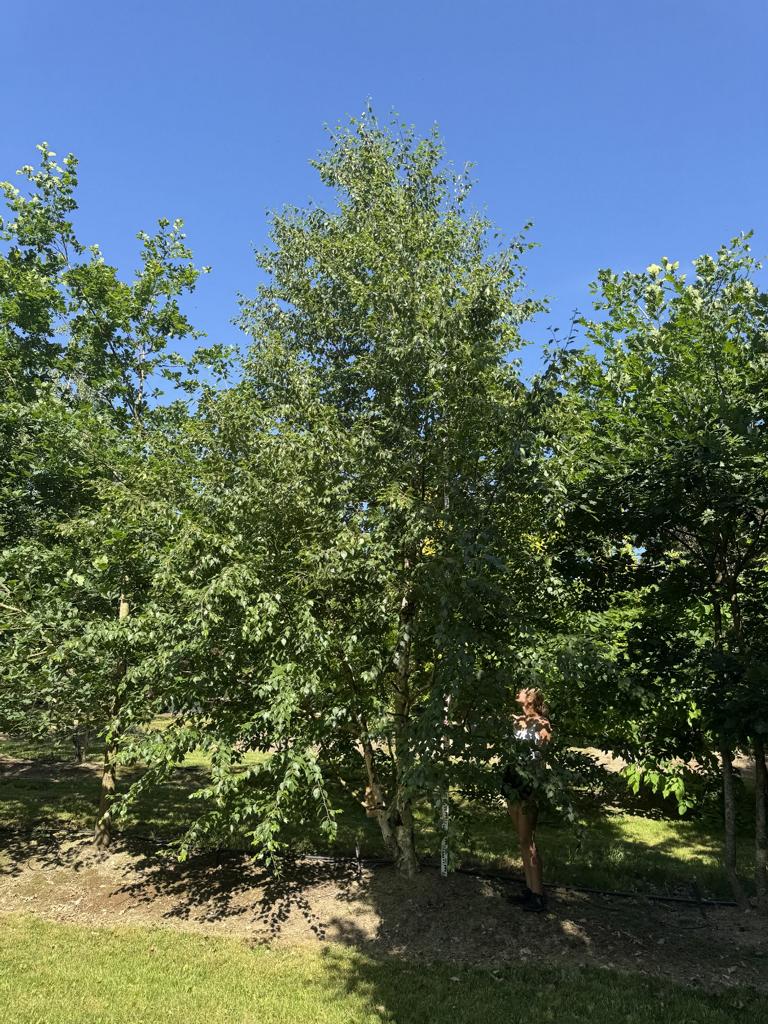 Betula nigra