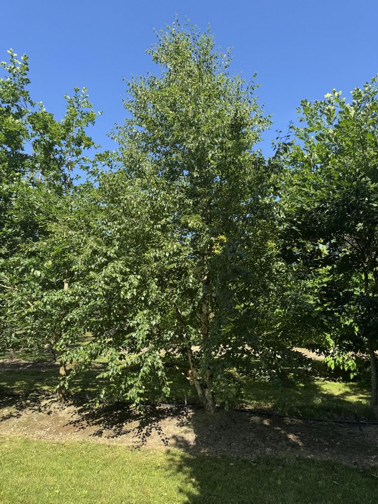 Betula nigra