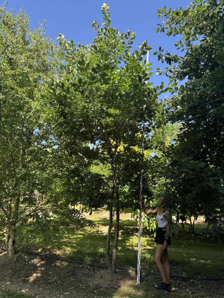 Quercus petraea