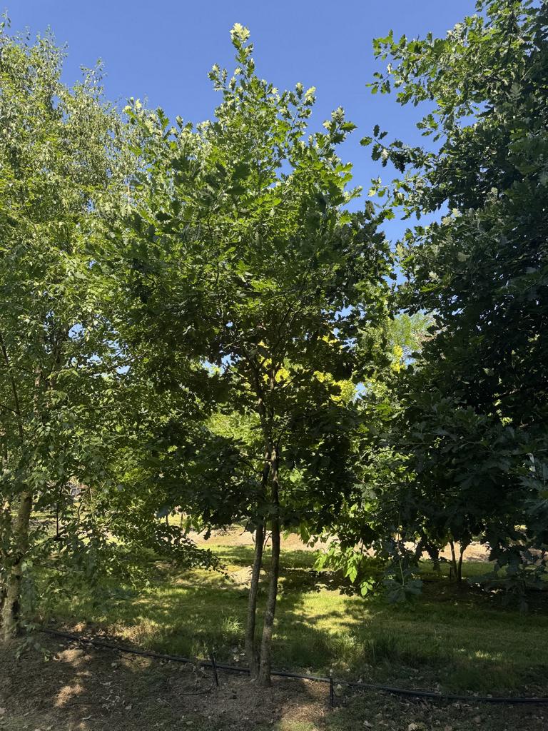 Quercus petraea