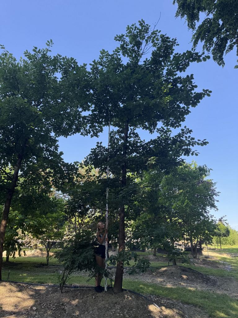 Quercus petraea